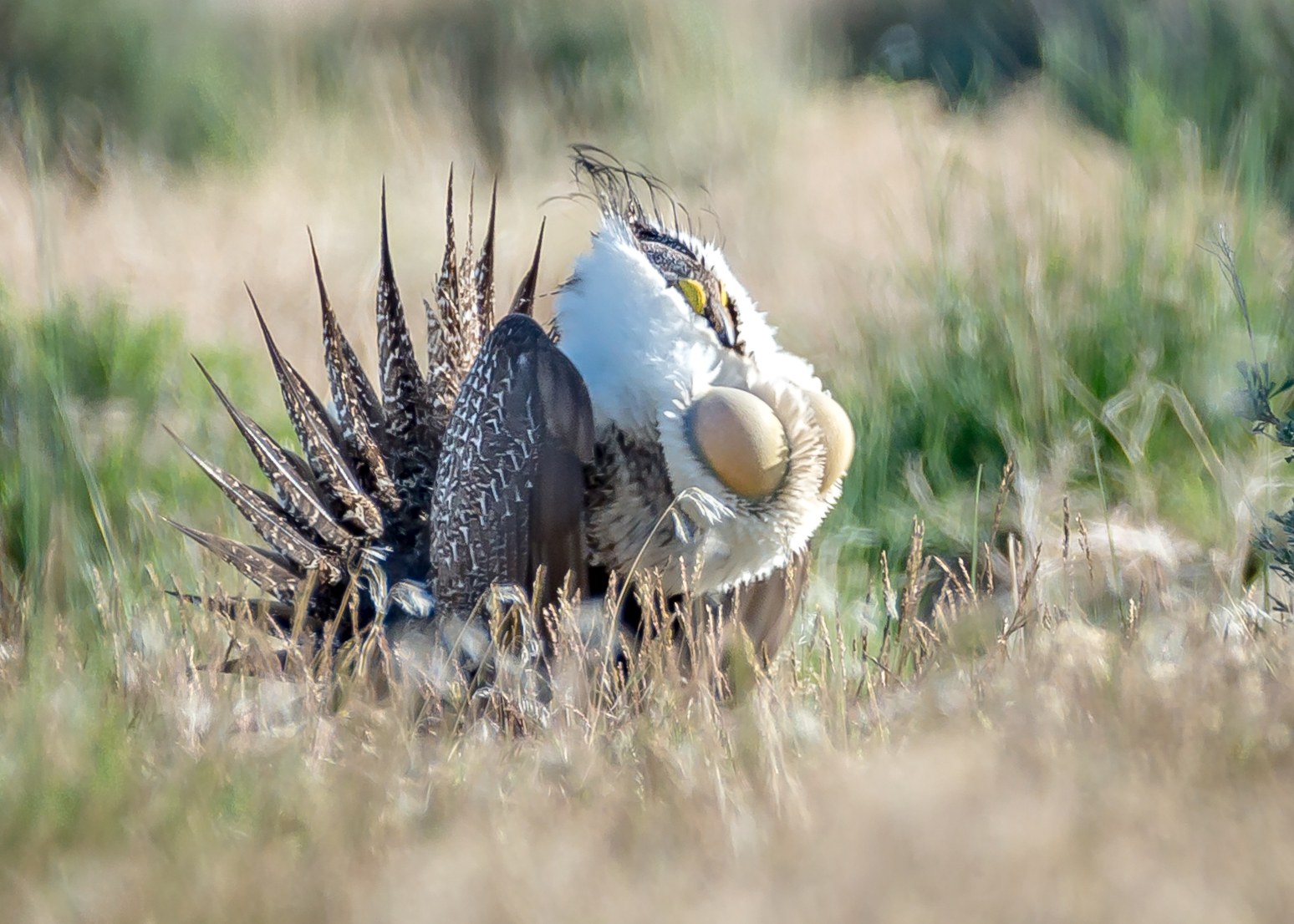 Sage Grouse in a field